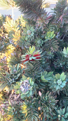 Tracheophyta