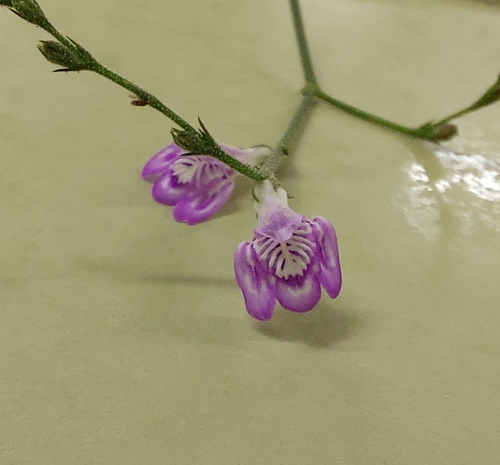 Dianthera pectoralis, photograph 4