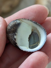 Nerita balteata