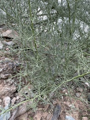 Parkinsonia microphylla