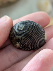 Nerita balteata