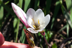 Hesperantha falcata