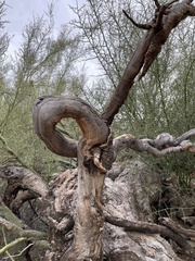 Parkinsonia microphylla