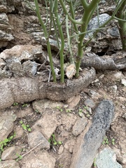 Parkinsonia microphylla