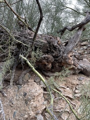 Parkinsonia microphylla