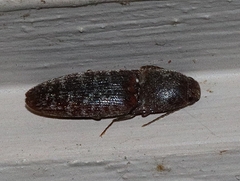 Monocrepidius submarmoratus