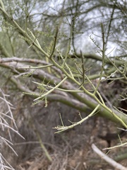 Parkinsonia microphylla