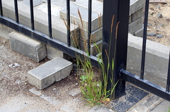 Poaceae