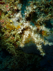 Klyxum