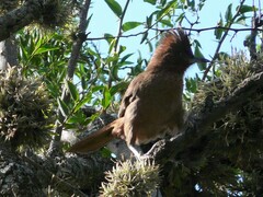Pseudoseisura lophotes