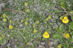 Calceolaria tenella