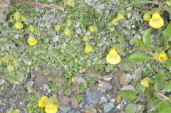 Calceolaria tenella