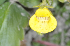 Calceolaria tenella