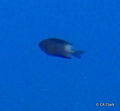 Stegastes partitus