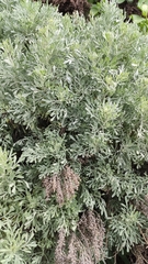 Artemisia thuscula