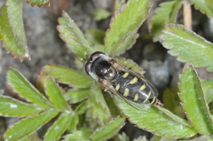 Austroscaeva melanostoma