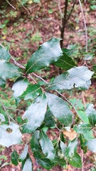 Quercus laurina