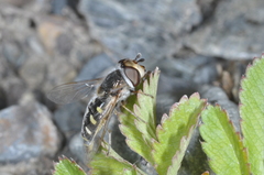 Austroscaeva melanostoma