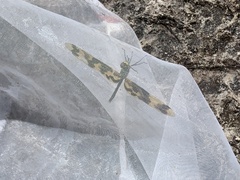 Rhyothemis graphiptera