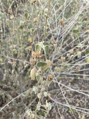 Abutilon abutiloides