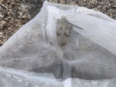 Rhyothemis graphiptera