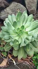 Aeonium hierrense