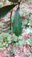 Quercus laurina