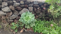 Aeonium hierrense