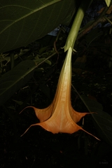 Brugmansia suaveolens
