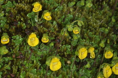Calceolaria tenella