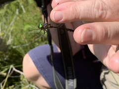 Hemicordulia continentalis