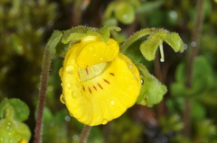 Calceolaria tenella