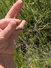 Hemicordulia continentalis