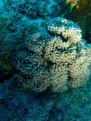Euphyllia cristata