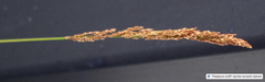 Poaceae