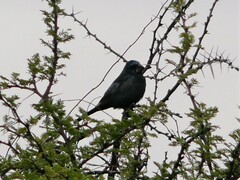 Cyanoloxia brissonii