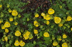 Calceolaria tenella