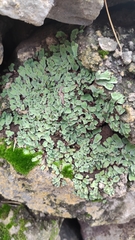 Plagiochasma rupestre