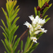 Conospermum taxifolium - Photo (c) Pete Woodall, alguns direitos reservados (CC BY-NC), uploaded by Pete Woodall