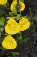 Calceolaria tenella