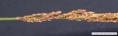 Poaceae