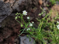 Spergularia flaccida