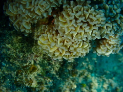 Euphyllia cristata