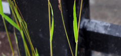 Poaceae