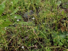 Spergularia flaccida