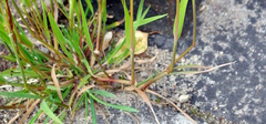 Poaceae