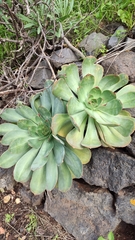 Aeonium hierrense