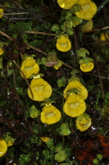 Calceolaria tenella