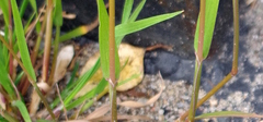 Poaceae