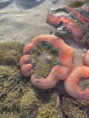 Heteractis magnifica